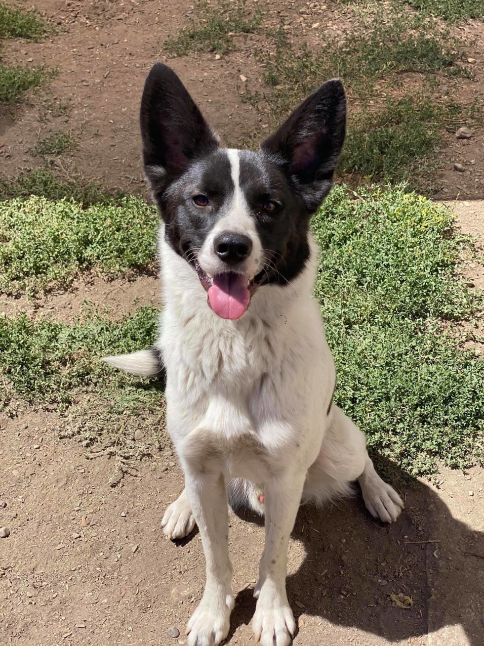 Dog Boarding & Daycare Services in Missoula Happy Paws