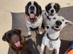 Dog Daycare with Happy Paws