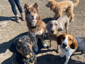 Happy Dogs at Happy Paws Missoula